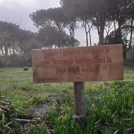 Brandito's * توري دل غريكو